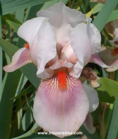 'Lisa Ann'